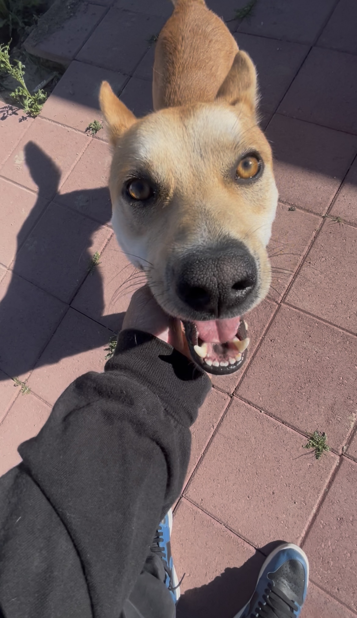 Happy dog at a McScoopin Poopin client yard