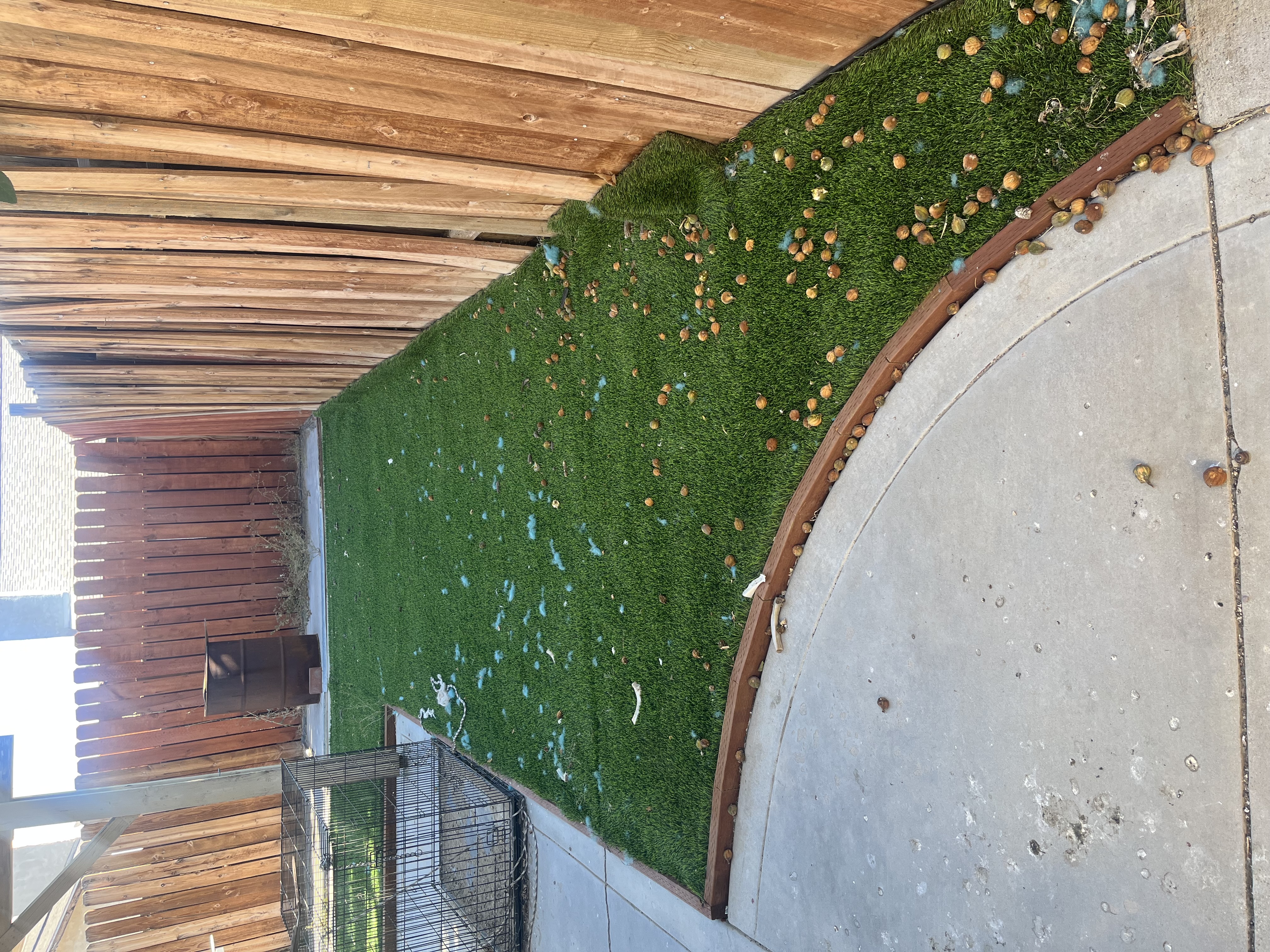 Yard before dog waste cleanup Lancaster CA